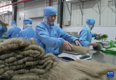 匠心獨(dú)運(yùn)，甘薯變金條——河北盧龍縣粉條生產(chǎn)車間見(jiàn)聞